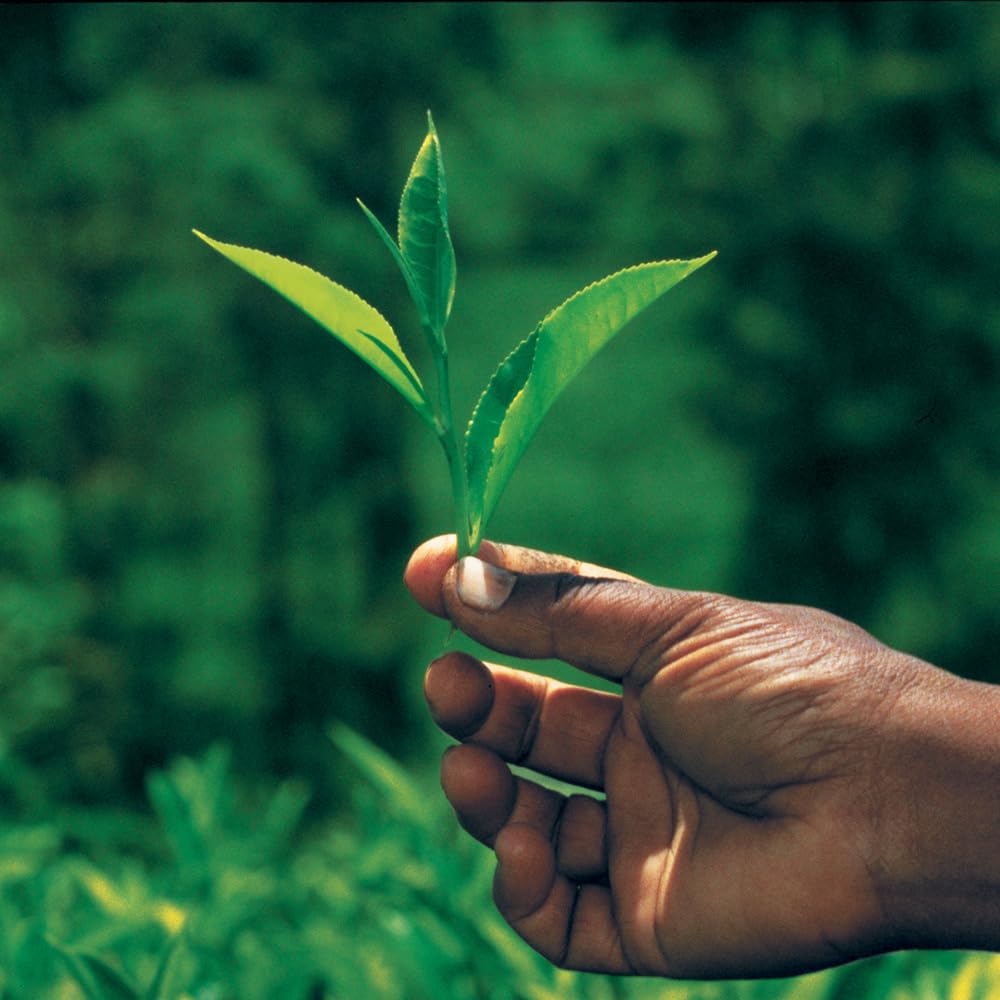 Palais des Thés - Long Jing - Chinese Green Tea - 3.5oz Loose Leaf Metal Gift Tin, Serves 20-25 Cups