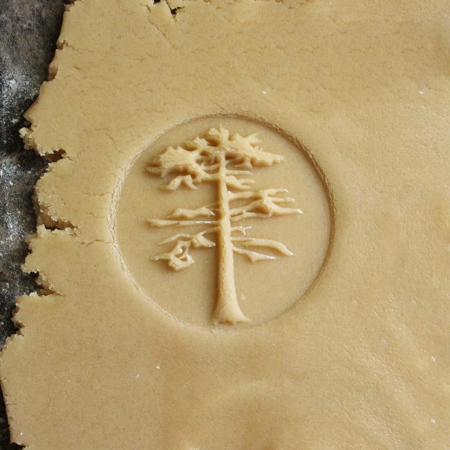 Wood Cookie Stamp, 2.5 Inch (Sequoia Tree CS-065)